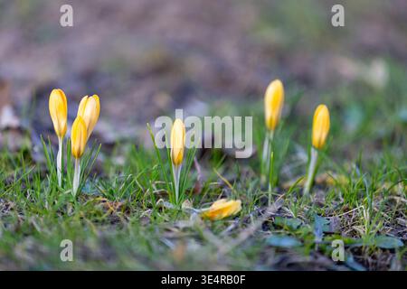 Crocus jaunes au début du printemps, Crocus vernus en fleurs poussant dans le parc, au début du printemps Banque D'Images