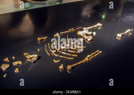 Abu dhabi eau 8th Feb 2026 : fossiles originaux de Lucy, Australopithecus afarensis, exposés au Musée d'histoire naturelle d'Abu Dhabi révèlent l'un des Banque D'Images