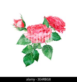 Élégant bouquet d'aquarelle avec une rose rouge ouverte principale, une fleur plus petite et deux délicats bourgeons fermés sur des tiges vertes. Art botanique dessiné à la main Banque D'Images