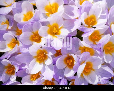 Gros plan du purple crocus fleurs fleurs Banque D'Images
