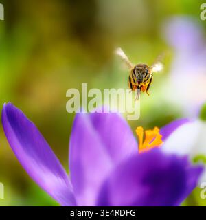 Macro d'une abeille volant à une fleur de crocus pourpre floraison Banque D'Images