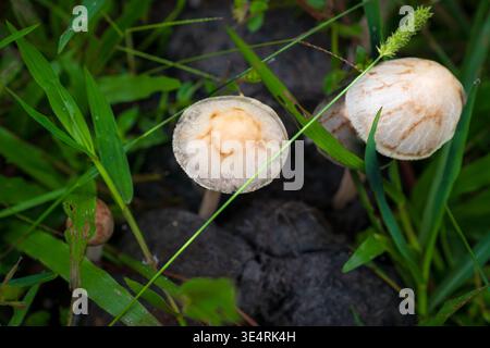 Champignons sauvages poussant naturellement sur un sol humide parmi l'herbe verte fraîche, présentant des textures terreuses, des motifs organiques et une beauté fongique délicate. Banque D'Images