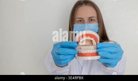 Dentiste tenant un modèle de mâchoire anatomique avec des dents droites devant elle Banque D'Images