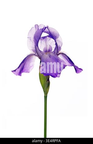 Fleur d'iris violette unique sur fond blanc. Pétales délicats avec de doux dégradés de violet et de blanc. Des gros plans élégants et détaillés mettent en évidence nat Banque D'Images