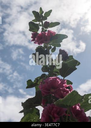 Vue en perspective vers le haut d'une grande tige avec des fleurs de hollyhock violettes et roses éclatantes fleurissant sur un ciel bleu nuageux dynamique. La scène reprep Banque D'Images