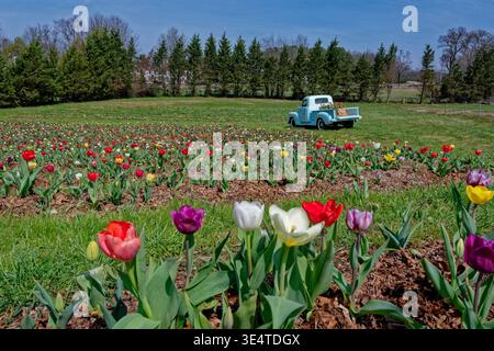 Champ de ferme plein de mélange coloré lumineux de tulipes en fleurs avec un vieux camion de ferme vintage en arrière-plan pour un affichage festif sur une journée ensoleillée au début Banque D'Images