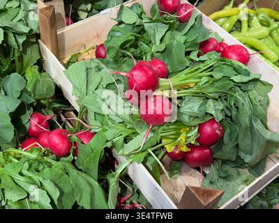 Grappes de radis frais dans des caisses en bois au marché des agriculteurs avec des dessus feuillus et des couleurs vibrantes. Agriculture locale, produits saisonniers, nutrition biologique Banque D'Images