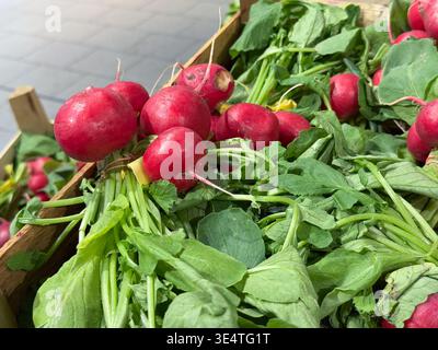 Grappes de radis frais dans des caisses en bois au marché des agriculteurs avec des dessus feuillus et des couleurs vibrantes. Agriculture locale, produits saisonniers, nutrition biologique, HEA Banque D'Images