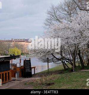 Berlin, Allemagne, 27 mars 2026 : un cerisier en fleurs dans la zone d'entrée du navire-restaurant van Loon à Urbanhafen à Kreuzberg Banque D'Images