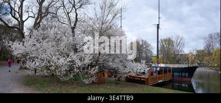Berlin, Allemagne, le 27 mars 2026, le navire-restaurant van Loon à Urbanhafen avec des cerisiers (Prunus cerasifera) en fleurs Banque D'Images