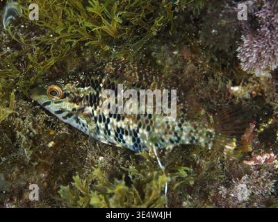 Un poisson bien camouflé, wrasse à cinq taches (Symphodus roissali), s'adaptant aux algues environnantes, site de plongée péninsule de Giens, mer Méditerranée, po Banque D'Images