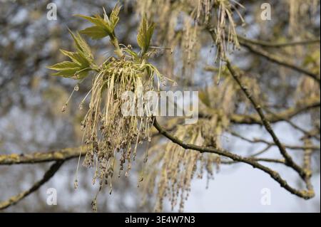 Branches de l'érable de l'aîné en boîte montrant des chatons mâles et des feuilles de printemps en développement Banque D'Images