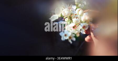 De délicates fleurs blanches fleurissent sur la branche avec un effet de flou doux, certains bourgeons restent denses, d'autres doucement ouverts, une lumière chaude met en valeur les pétales. Idée Banque D'Images