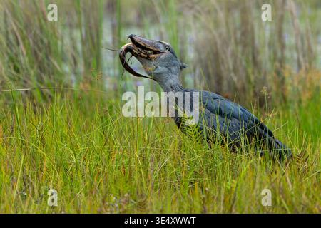 La cigogne Shoebill (Balaeniceps rex) avale un poisson dans les marais d'Entebbe, en Ouganda, en mars Banque D'Images
