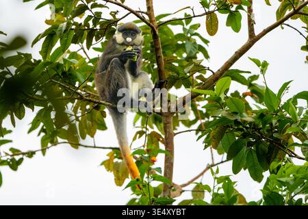 Le singe à queue rouge (Cercopithecus ascanius) est assis sur un arbre. Photographié dans la forêt de Kibale dans l'ouest de l'Ouganda. Banque D'Images