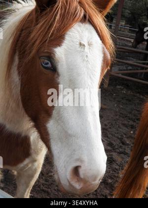 Visage de cheval en gros plan avec un œil bleu hétérochromatique saisissant, des marques Pinto brunes et blanches détaillées et une crinière rougeâtre, portrait expressif d'une ferme eq Banque D'Images