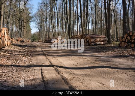 Piles de grumes de bois récoltées par un chemin de terre dans une forêt ensoleillée au printemps Banque D'Images