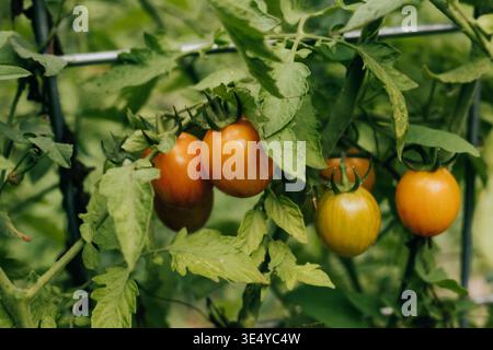 Gros plan des tomates cerises mûrissant sur la vigne dans le jardin de l'arrière-cour Banque D'Images