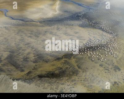 Vue aérienne des flamants roses se rassemblant près du bord de l'eau, leur plumage rose contrastant avec le paysage beige et brun, Walvis Bay, Erongo Reg Banque D'Images