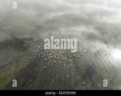 Vue aérienne de flamants roses volant au-dessus des eaux peu profondes, leurs teintes roses contrastant avec les profondeurs obscures de la lagune de Walvis Bay, Walvis Bay, Erongo R. Banque D'Images