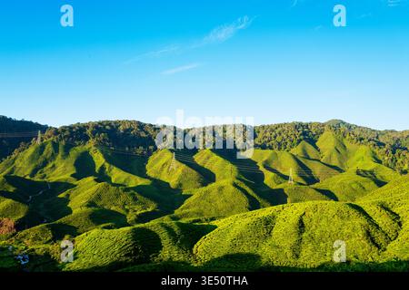 Plantation de thé de Ceylan dans les moountains Banque D'Images