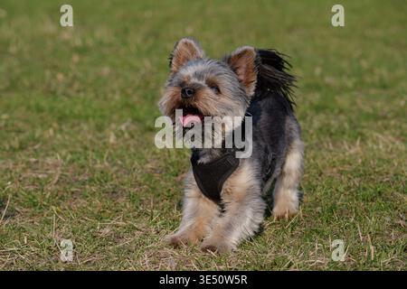 Photo d'action d'un petit chien sautant en plein air dans le parc Banque D'Images