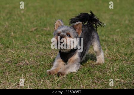 Photo d'action d'un petit chien sautant en plein air dans le parc Banque D'Images
