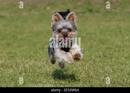 Photo d'action d'un petit chien sautant en plein air dans le parc Banque D'Images