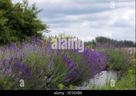 Buissons de lavande luxuriants et gonflés en pleine floraison couvrant tout le cadre. Beau champ de lavande violette sous un ciel nuageux spectaculaire. Doux diffus Banque D'Images