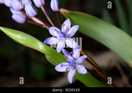 Profitez de la beauté des fleurs bleues douces émergeant d'un feuillage vert éclatant au printemps. Banque D'Images