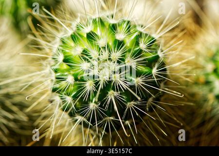 Gros plan macro de petit cactus globulaire avec des épines blanches denses, des détails nets et des reflets chauds du soleil, mise au point sélective Banque D'Images