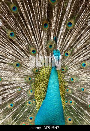 Perle indienne (Pavo cristatus) présentant des plumes de queue entièrement étalées, montrant un motif d'oeil vibrant et un plumage irisé. Banque D'Images