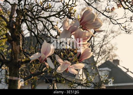 Magnolia fleuri avec des pétales roses doux illuminés par la lumière chaude du soleil, capturant l'atmosphère printanière délicate et la beauté naturelle dans le cadre du jardin Banque D'Images