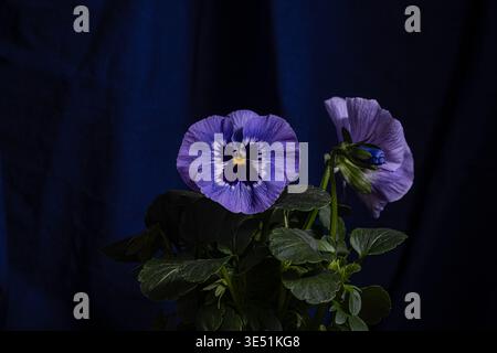 Deux pansies violettes florissantes avec des centres jaunes et des feuilles vertes sur fond texturé bleu marine profond. Contraste de couleurs riche, éclairage de studio, élégant Banque D'Images
