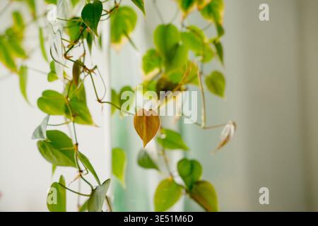 Feuilles de plantes vertes suspendues près d'un miroir de salle de bain, capturées dans un style d'appareil photo « pointer-déclencher » vintage des années 1990. Banque D'Images