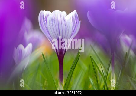 Gros plan de crocus lilas, violets et blancs (Crocus sp.) floraison dans le jardin fleuri à la fin de l'hiver / début du printemps Banque D'Images