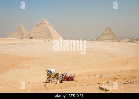 Un chameau et un cheval et une charrette se trouvent dans le désert avec les pyramides de Gizeh derrière, y compris la Grande Pyramide Khoufou, Khafre et Menkaure, à Gizeh Egypte Banque D'Images