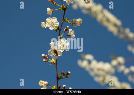 Une branche élancée d'un abricotier avec des fleurs blanches et une abeille visitant les fleurs, posée contre un ciel bleu profond. La composition verticale s'élève Banque D'Images