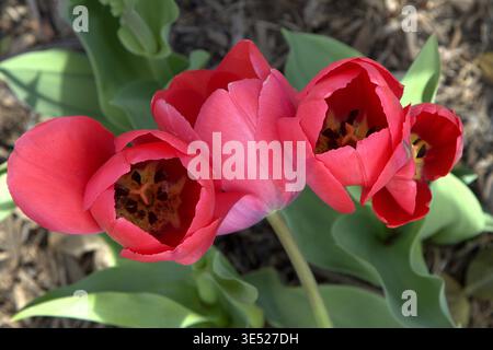 Plan au-dessus de tulipes botaniques rouges et roses en fleurs avec des centres sombres, poussant dans un jardin printanier ensoleillé avec des feuilles vertes et du paillis. Banque D'Images