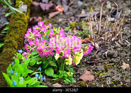 Fleurs d'primevère rose et jaune éclatantes fleurissant dans un jardin mousselé Banque D'Images