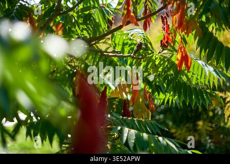 Vue rapprochée des branches d'arbres sumac (probablement Staghorn Sumac, Rhus typhina) montrant la transition du feuillage au début de l'automne. Les feuilles composées de pinnate Banque D'Images