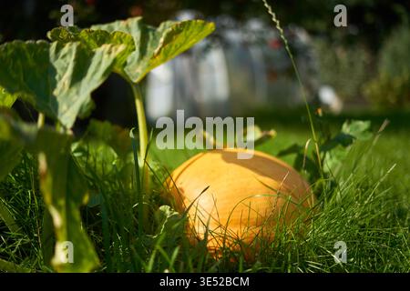 Une citrouille orange éclatante repose au milieu d'une grande herbe verte et de grandes feuilles de citrouille dans un jardin ensoleillé. La plante de citrouille présente un vert large et texturé Banque D'Images