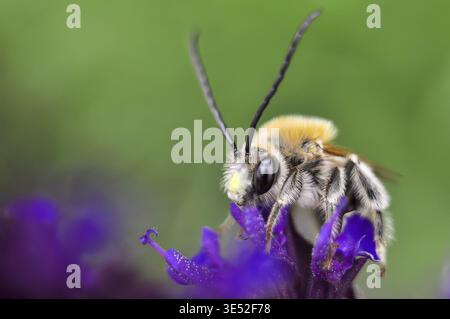 Plan macro d'un Leafcutter Bee Megachile sur une fleur violette avec un fond vert flou Banque D'Images