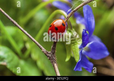 Gros plan représentant une coccinelle rouge éclatante perchée sur une branche délicate à côté d'une fleur violette bleue dans un jardin naturel Banque D'Images
