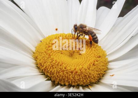 Une abeille avec du pollen sur ses pattes assise sur une fleur de camomille, macro photo d'un insecte dans le jardin, gros plan, mise au point sélective Banque D'Images