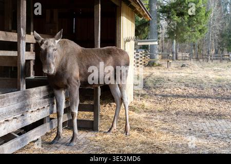 Jeune orignal debout à côté d'un abri en bois dans un enclos de parc animalier, regardant la caméra dans la lumière douce du jour printanier. 28.03.2026, Elistvere, Estonie Banque D'Images