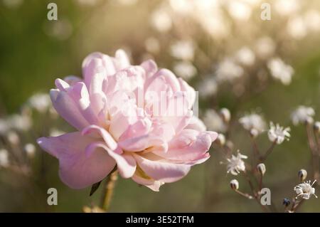 Une rose rose délicate fleurit au milieu d'un fond doux et flou de fleurs blanches et de feuillage vert, capturant l'essence de la beauté de la nature Banque D'Images
