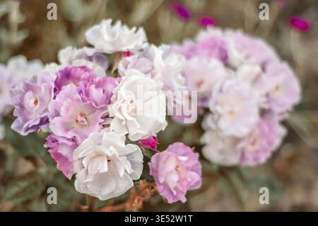 Vue rapprochée de délicates roses et blanches en pleine floraison. Une lumière douce rehausse leur beauté douce Banque D'Images
