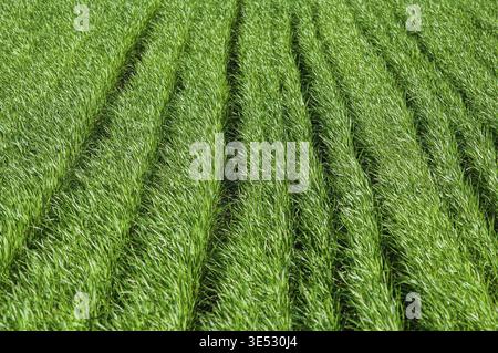 Des rangées de blé vert éclatant ou d'herbe créent un motif saisissant. L'image montre une perspective rapprochée d'un champ Banque D'Images