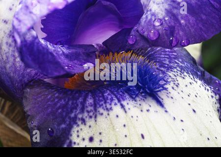Photo macro détaillée d'une superbe fleur d'iris. L'image met en évidence la texture de la fleur, les belles couleurs et la présence rafraîchissante de l'eau Banque D'Images
